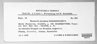 Rosenscheldia abundans image